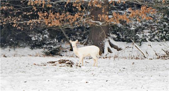Ruhig und aufmerksam steht das schneeweiße Reh am Rand des winterlichen Waldes.
