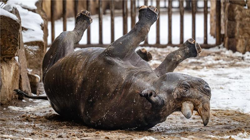 Rumkugeln - Nashorn im Schnee