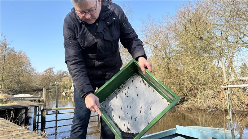 Gefährdete Fische: Stader Angler setzen über 140.000 Forellen aus Rund 140.000 Babymeerforellen wurden in der Brutstation in Stade ausgebrütet, später umgefüllt und dann ausgesetzt.
