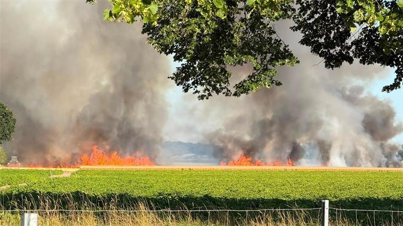 Rund 1,5 Hektar eines Getreidefeldes sind aus ungeklärter Ursache in Brand geraten.