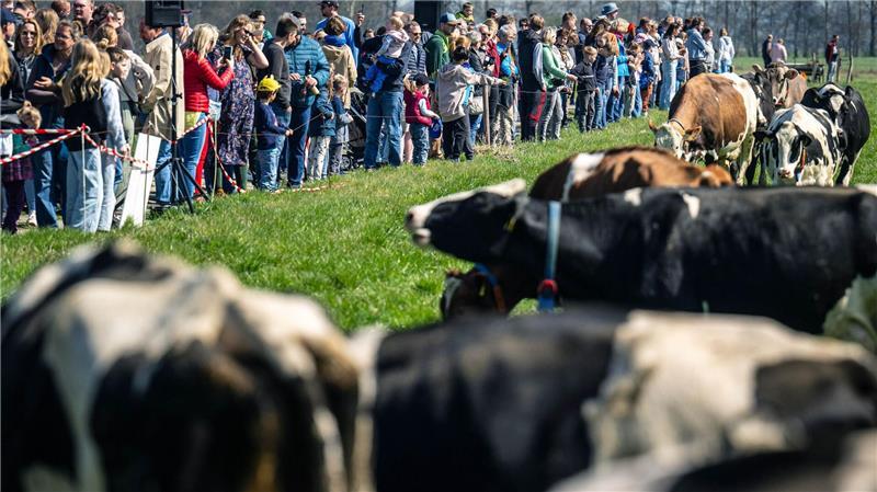 Rund 220 Milchkühe freuen sich in Elsfleth über die Weidesaison.