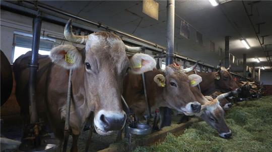 Rund 51.000 Milchviehbetriebe gibt es nach Angaben des Milchindustrie-Verbands in Deutschland.