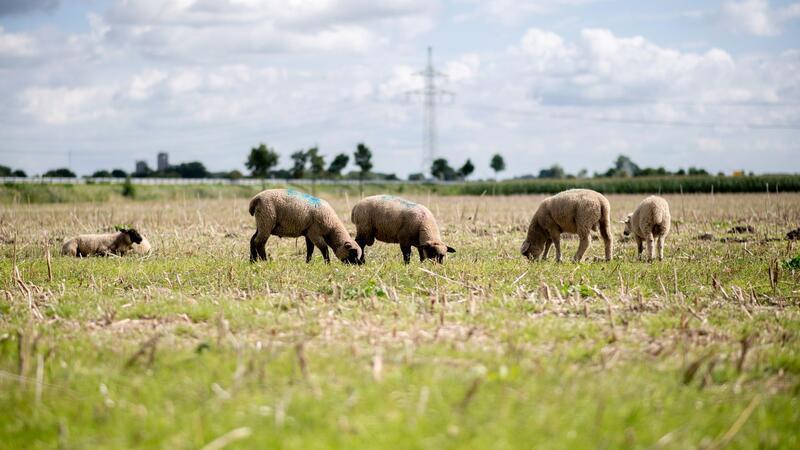 Rund 70 Schafe wurden von einer Weide gestohlen. (Archivbild)
