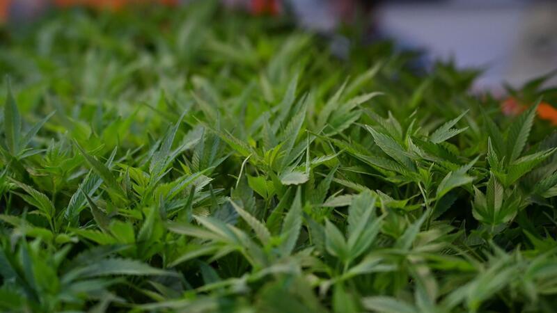 Rund 700 Pflanzen entdeckten die Ermittler. (Symbolbild)