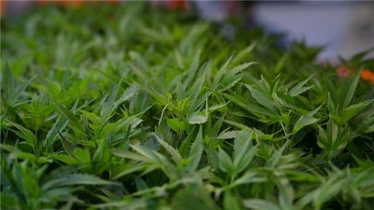 Rund 700 Pflanzen entdeckten die Ermittler. (Symbolbild)