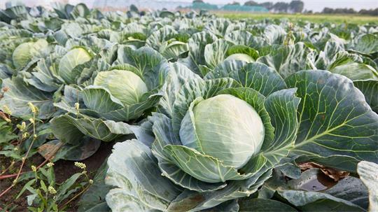 Rund 90 Millionen Kohlköpfe wachsen jährlich in der Region Dithmarschen. (Symbolbild) 