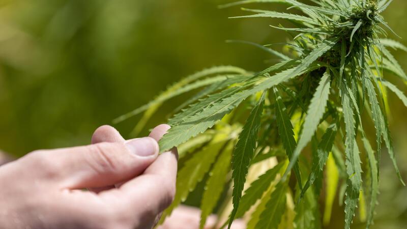 Das legale Kiffen im Kreis Stade und der Zoff hinter den Kulissen Rund um den legalen Konsum und Anbau von Cannabis gibt es viele Regeln. Unklar ist, wer sie überwachen soll.