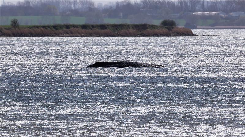 Rund um die Uhr sind Einsatzkräfte an der Küste, um den Wal zu beobachten.