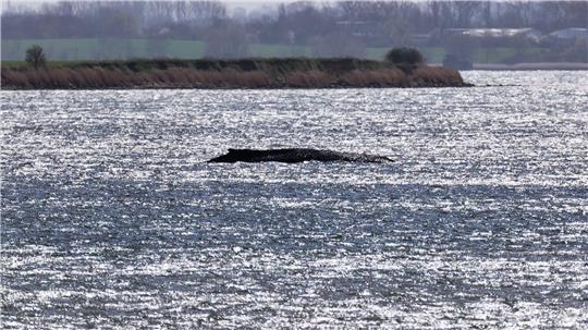 Rund um die Uhr sind Einsatzkräfte an der Küste, um den Wal zu beobachten.