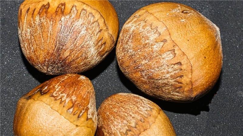 Rund und fest: Haselnüsse sind ebenso Überlebenskünstler.