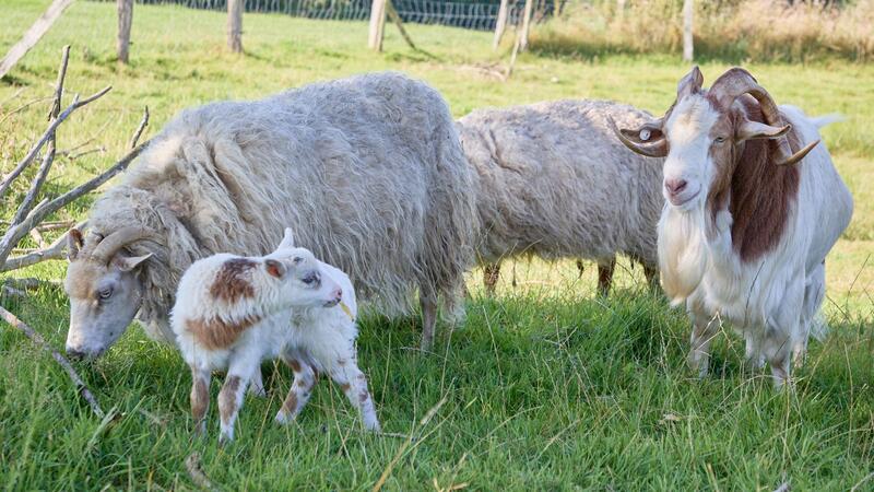Halb Schaf, halb Ziege: Seltene Schiege im Norden geboren Rund zwei Wochen ist der kleine Bock nun alt.