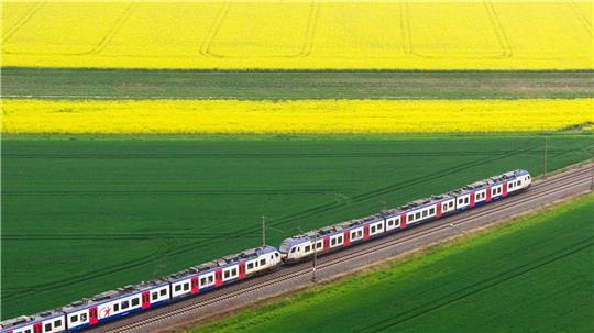 S-Bahn fährt durch blühende Landschaft in NIdersachsen