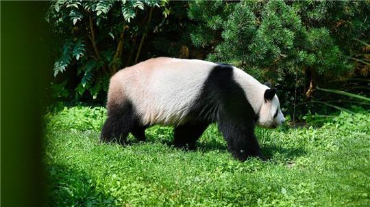 SYMBOLBILD Forscher von der Universität Tübingen haben einen Vorläufer vom Panda im Allgäu entdeckt