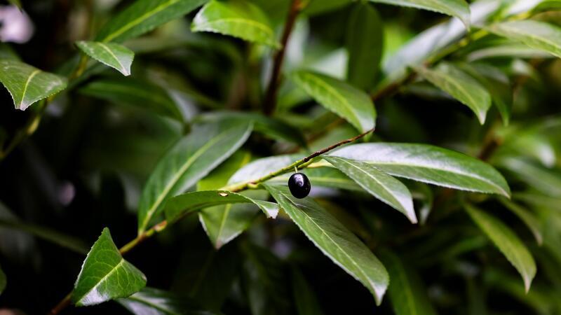 Gartenexperte: Nächste Heckenart nicht mehr pflanzen Saat und Blätter des Kirschlorbeer sind giftig und können im Magen Blausäure produzieren.