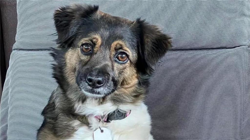 Sabine Ringels Hundedame hört auf den Namen Molly.