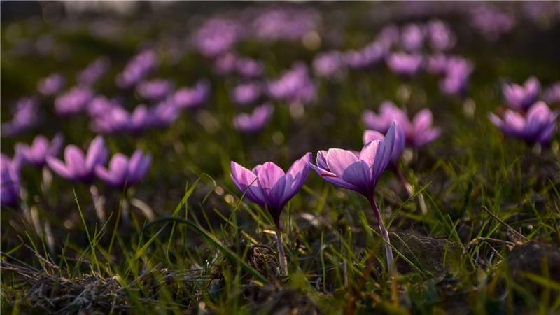 Safran ist als das teuerste Gewürz der Welt bekannt. (Archivbild)
