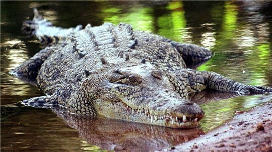 Salwasserkrokodile gelten als extrem aggressiv und gefährlich.