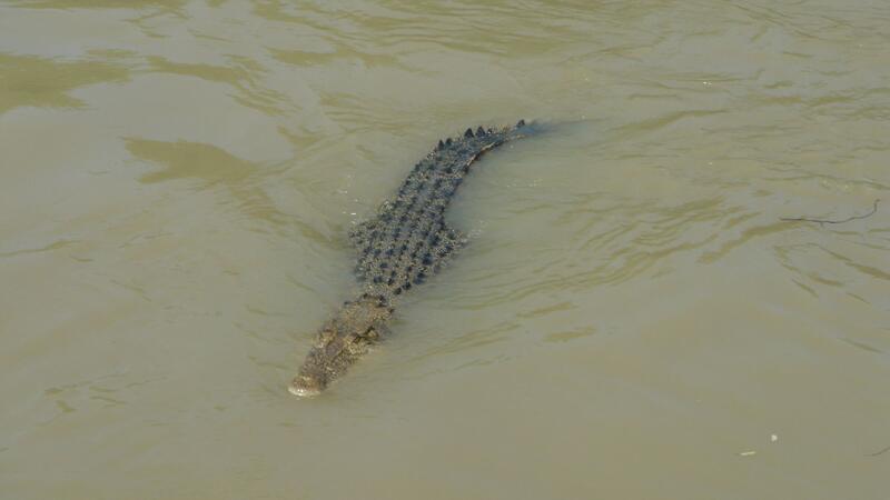 Krokodil tötet wohl Kind in Australien - verzweifelte Suche Salzwasserkrokodil im Fluss Adelaide: In Australiens Gewässern lauern vielerorts Krokodile.