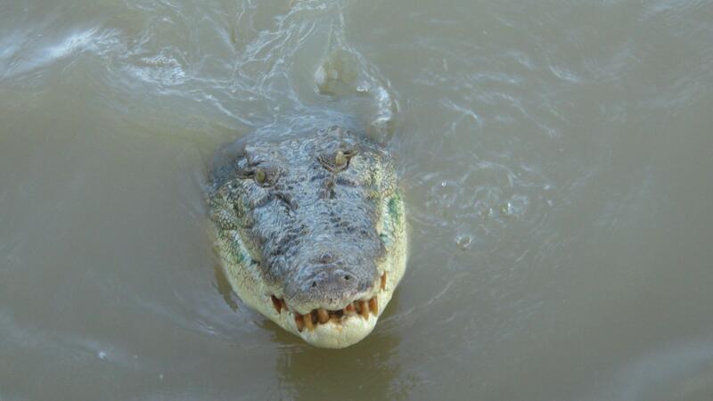 Salzwasserkrokodile gelten als extrem aggressiv. (Archivbild)