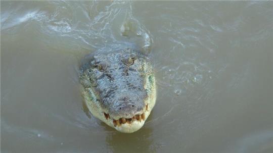 Salzwasserkrokodile gelten als extrem aggressiv. (Archivbild)