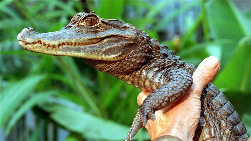 Sammy entkam an einem Badesee.