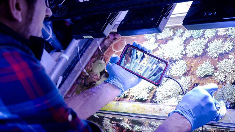 Samuel Nietzer kontrolliert die Steinkorallen in den Aquarien des Start-ups SciReef.