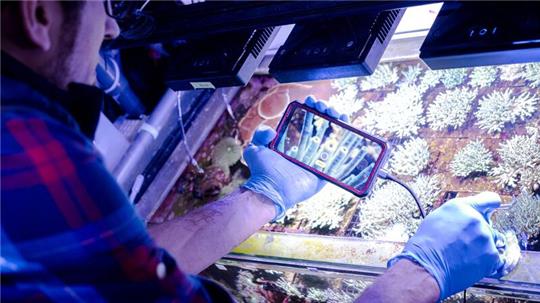 Samuel Nietzer kontrolliert die Steinkorallen in den Aquarien des Start-ups SciReef.