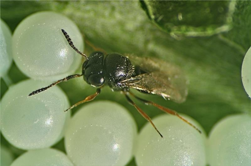 Samuraiwespe zwischen Wanzeneiern. Das Landwirtschaftliche Technologiezentrum Augustenberg kartiert bundesweit das Vorkommen.Foto: Klaus Schrameyer/LTZ Augustenberg/dpa