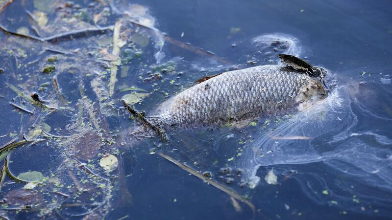 Hunderte tote Fische im Osterbekkanal in Hamburg Sauerstoffmangel kann für Fische schlimme Folgen haben.