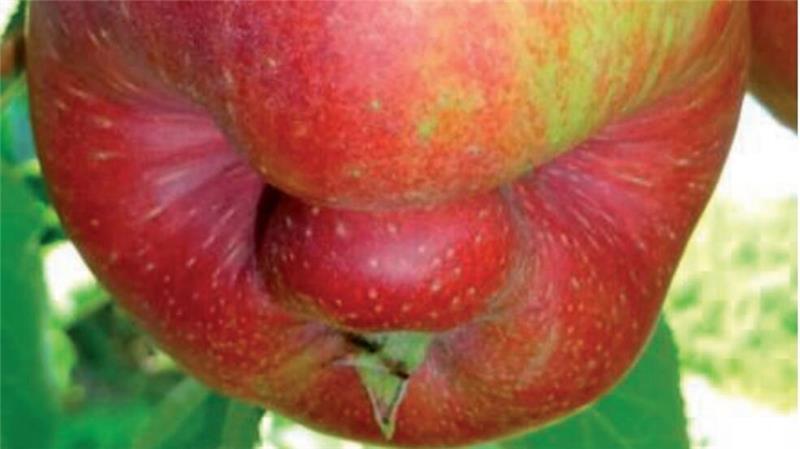 Saugschäden durch eine Wanze am Apfel.