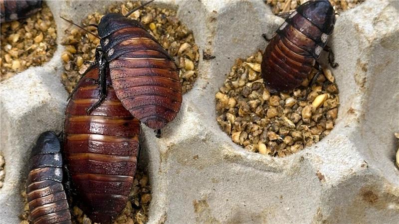 Schaben werden zumeist als Futter für Reptilien und andere Tiere gezüchtet.