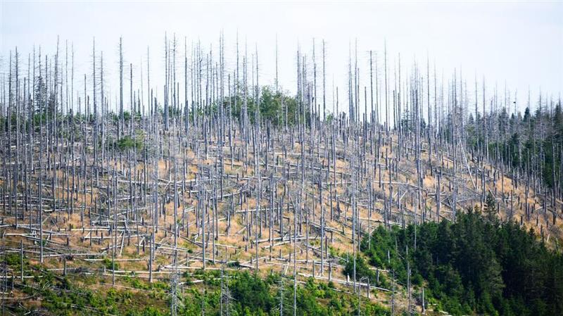 1,5 Grad sind übertroffen - ist das 1,5-Grad-Ziel verfehlt? Schädlinge wie der Borkenkäfer, Trockenheit und Klimawandel setzen dem deutschen Wald schwer zu. (Archivbild)
