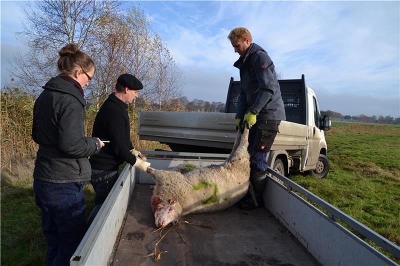 Schäfer Sören Stehr und Bio-Landwirt Lars Wiencke (von rechts) laden das erste von 16 toten Schafen auf die Ladefläche. Jana Stehr registriert die jeweiligen Ohrmarken. Foto: Helfferich