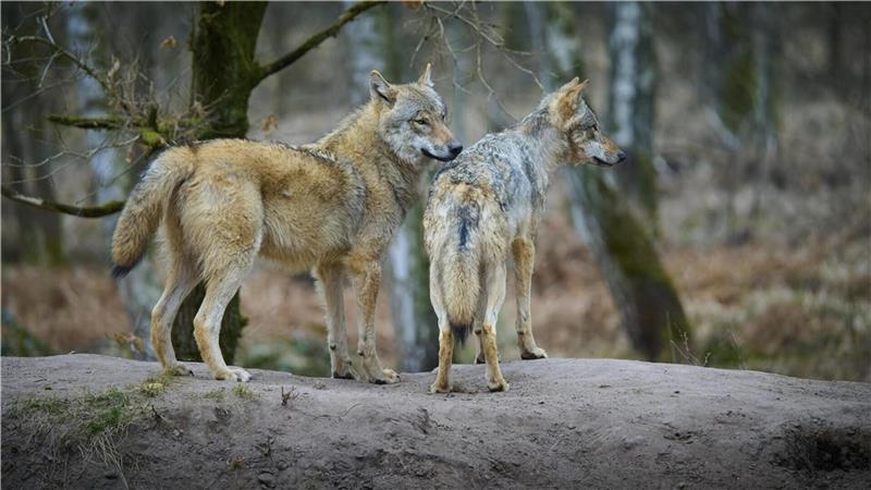 Schäferin Agnes Gutsche vermutet, dass die 50 toten Schafe auf das Konto von Jungwölfen gehen, die das Jagen trainieren. (Symbolbild)