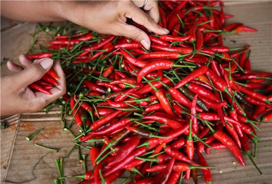 Schärfe kann auch süchtig machen. Chili, oder besser gesagt, der Schmerz, den es im Nerv auslöst, fördert den Ausstoß von Glückshormonen. Foto: Barbara Walton/epa/dpa