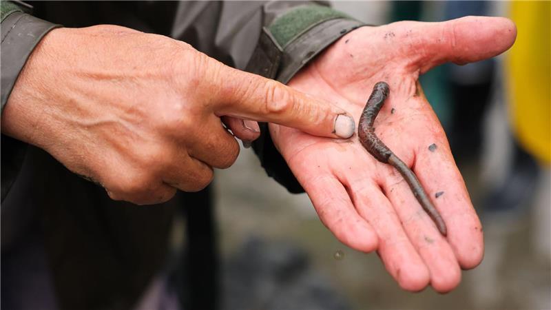 Surfende Schnecken, wandernde Inseln: 40 Wattenmeer-Fakten Schätzungen zufolge gibt es 92 Milliarden Wattwürmer. (Archivbild)