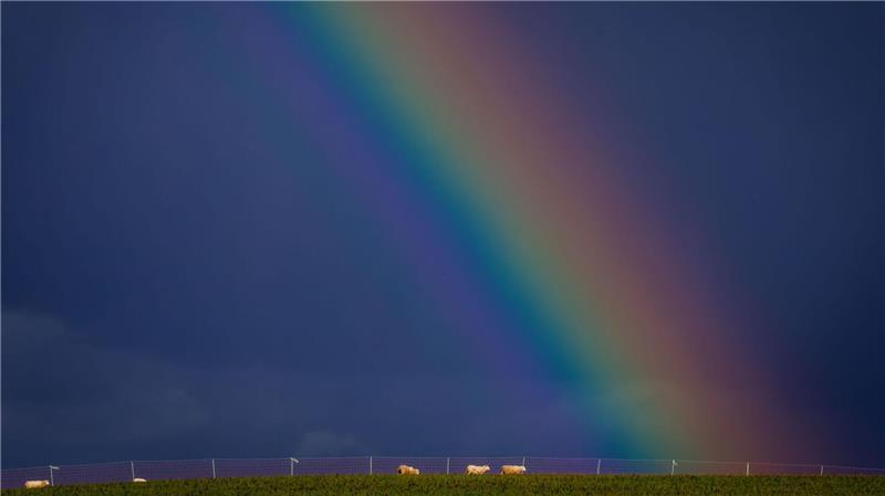 Schafe am Ende des Regenbogens.
