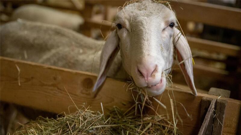 „Bis zu zehn tote Tiere täglich“: Schäfer aus Zeven berichtet Schafe gehören zu den Wiederkäuern und sind von der Viruserkrankung besonders bedroht.
