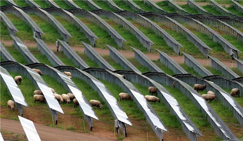 Schafe grasen zwischen Modulen eines großen Solarkraftwerks: Ähnlich wie hier in Föhren (Kreis Trier-Saarburg) könnte es 2025 in Stade-Hahle und Haddorf aussehen. Foto: Harald Tittel/dpa