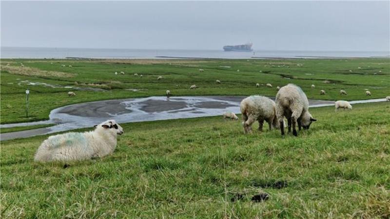 Schafe halten das Gras auf den Deichen kurz - besser als jeder Rasenmäher. Doch nach einem Zwischenfall mit einem Hund mussten wohl mehrere Tiere eingeschläfert werden. (Symbolbild)