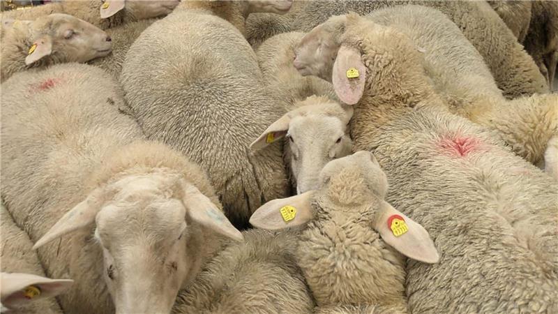 Schafe im Supermarkt - gekauft haben sie nichts.