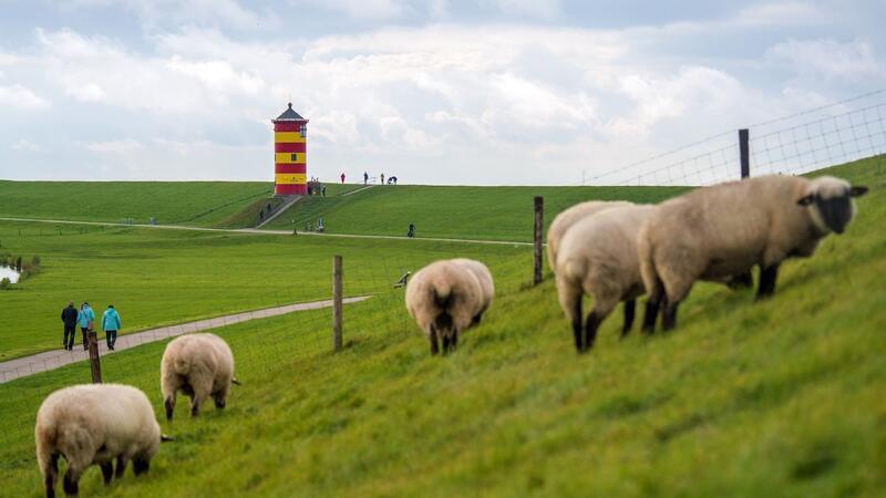 Schafe leisten einen Beitrag zum Hochwasserschutz. (Archivbild)
