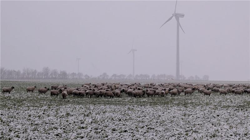 Schafe liefen zwischen zwischen Ruschwedel und Apensen frei herum.