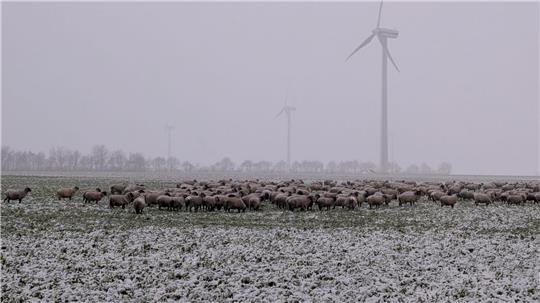 Schafe liefen zwischen zwischen Ruschwedel und Apensen frei herum.