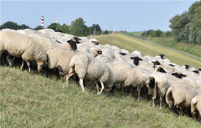 Schafe machen den Deich an der Elbe sicher; frei laufende Hunde haben hier nichts zu suchen. Foto: Vasel