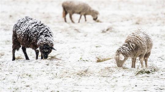 Schafe müssen auch bei winterlichem Wetter nicht zwangsläufig in Ställen untergebracht werden. (Symbolbild)