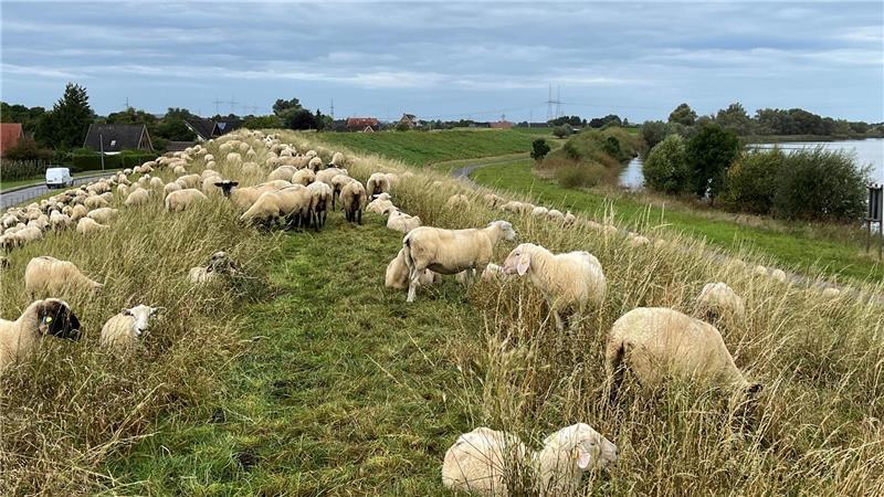 Neueste Zahlen: Niedersachsen ist jetzt Wolfsland Nummer eins Schafe sichern den Deichschutz an der Niederelbe.