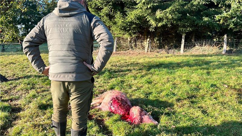 Wolfsangriffe: Landkreis Stade verschont, Cuxhaven in Alarmbereitschaft Schafe sind bei den Nutztieren die gefährdetste Tierart. Das Bild zeigt eine tote Heidschnucke bei Mulsum.