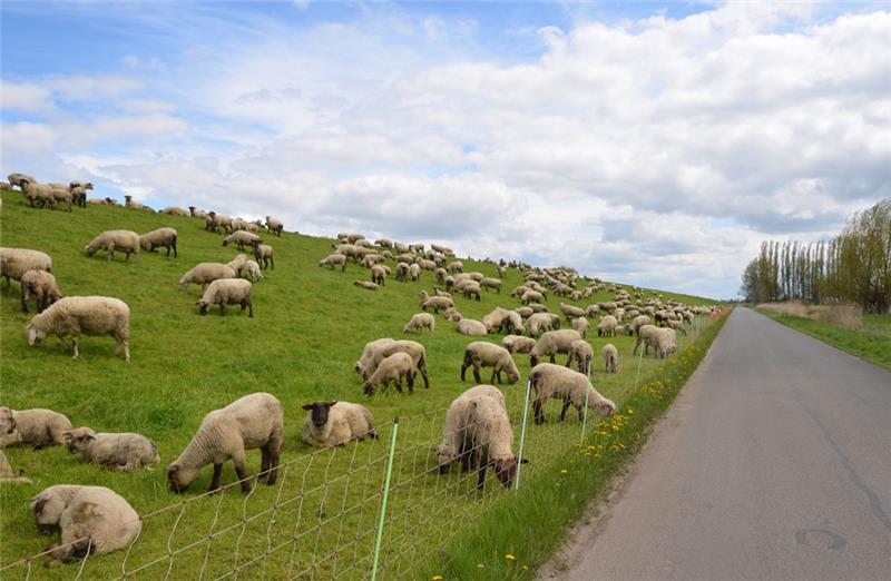 Schafe sind die wichtigsten Helfer bei der Pflege der hiesigen Deiche, wie hier auf Krautsand.  Foto: von Allwörden
