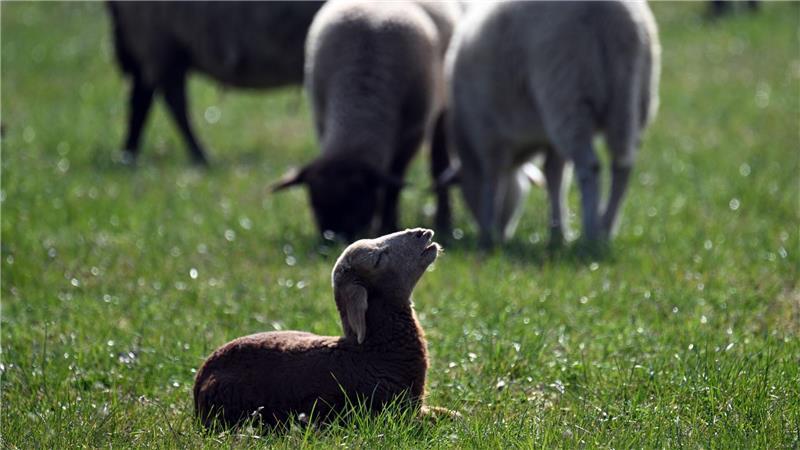 Schafe sind leichte Beute für Raubtiere: Sie sind wehrlos und ihr Fluchtreflex ist nicht mehr stark ausgeprägt. (Archivbild)